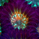 Image for article titled Parasites, deadly bugs and fungi are more beautiful than you could possibly imagine